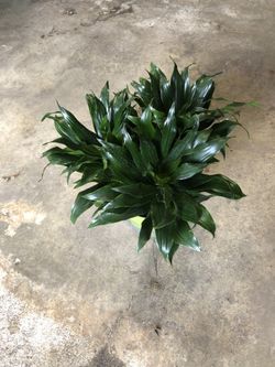 6” Dracaena Compacta