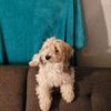 Maximus
