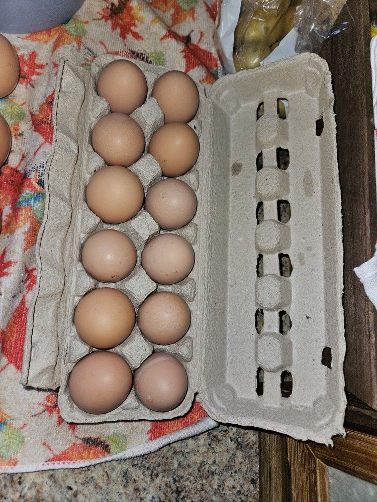 Fresh Eggs
