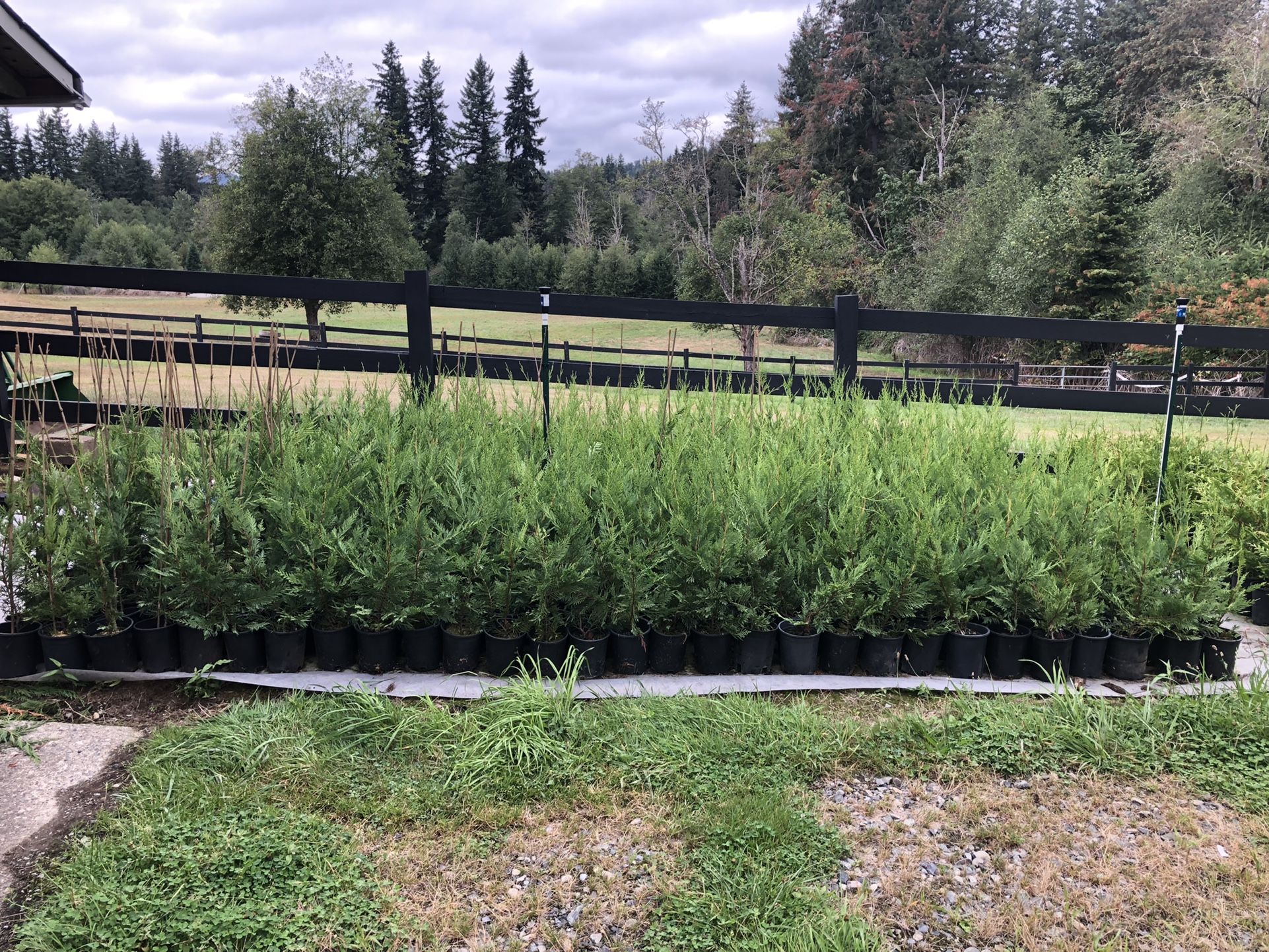 2”-3” Leyland Cypress Trees * Super Fast Growing!