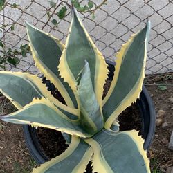 Agave Americana Marginata