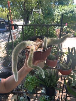 Monkey Tail Plant
