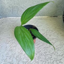 Silver Streak  Epipremnun Amplissimum Plant