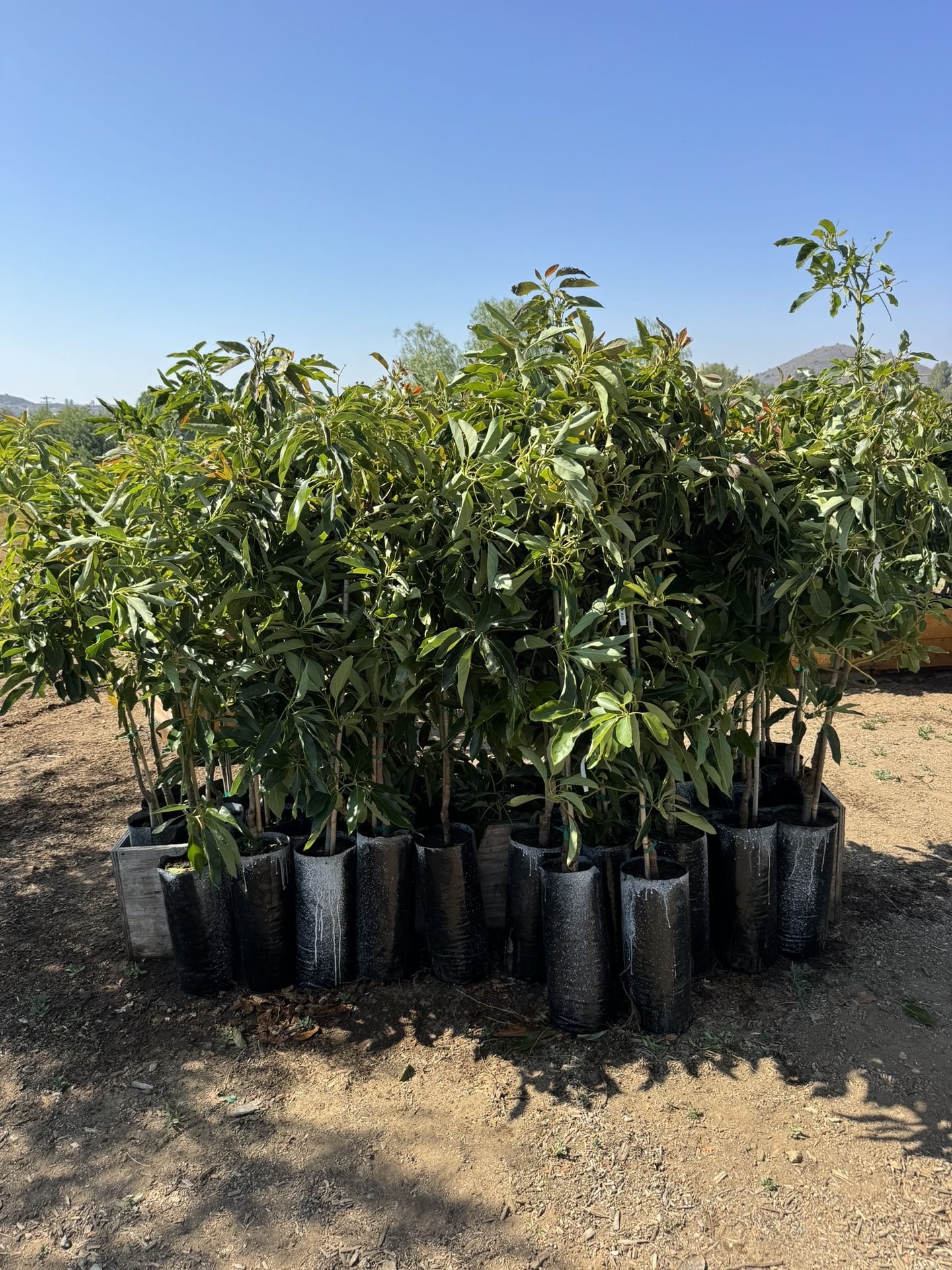 Avocado Trees