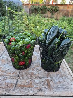Fresh peppers