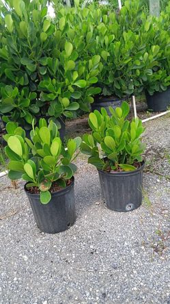 3 Gallon Clusia & Delivery & Installation 