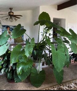 plants & flower pots/planters