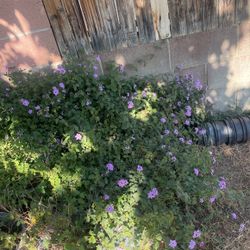 Purple Lantana Plants 