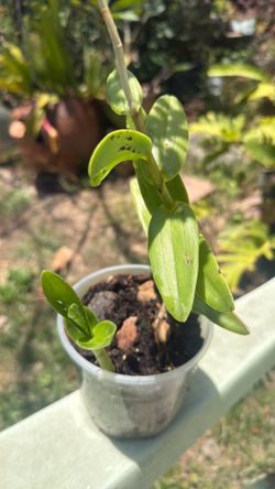 Blooming Epidendrum Orchid