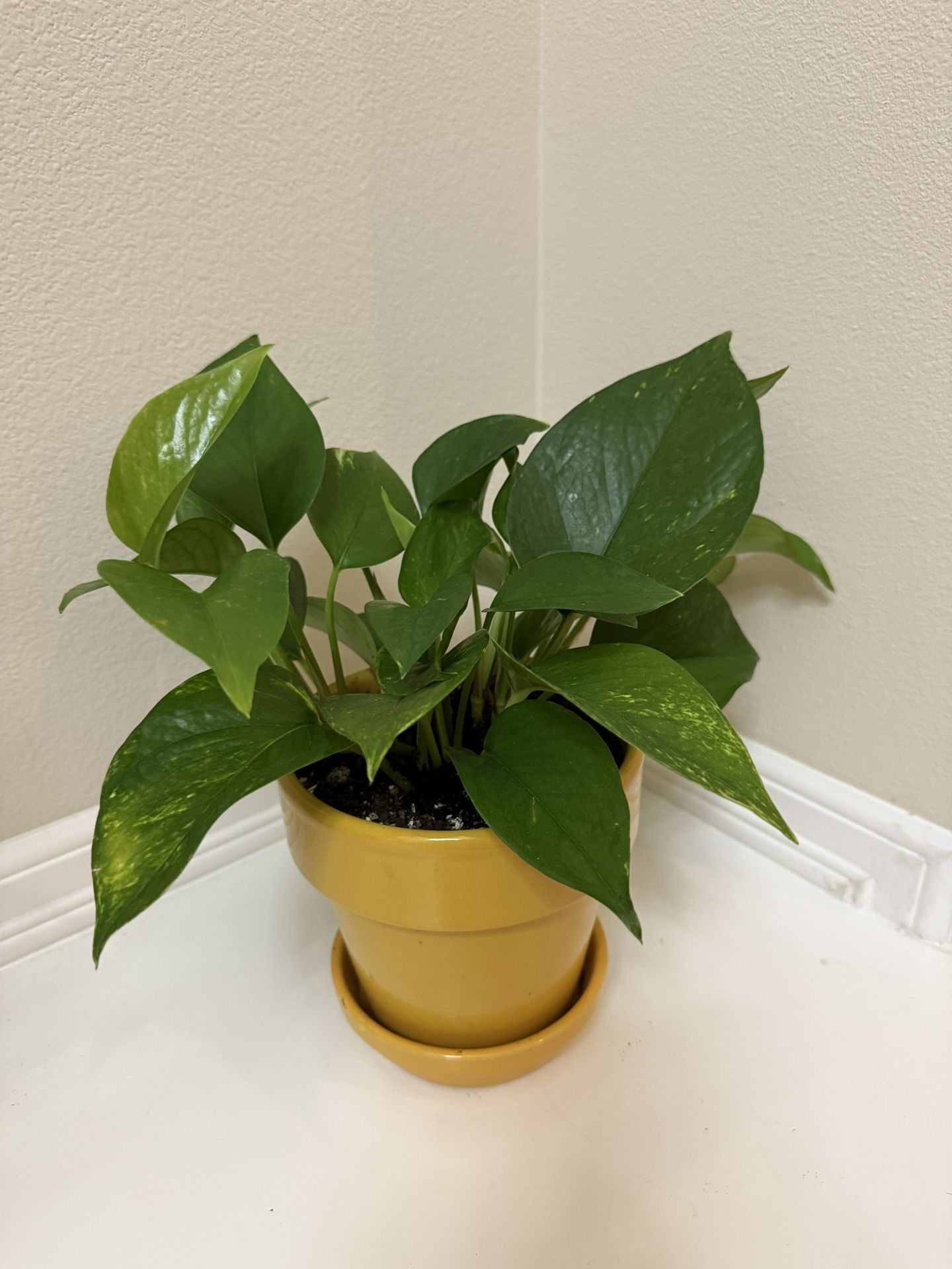 Live Healthy Golden Pothos Plants In 6” Ceramic Pot