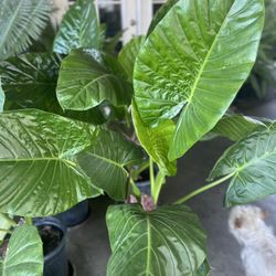 LARGE ELEPHANT EAR PLANTS