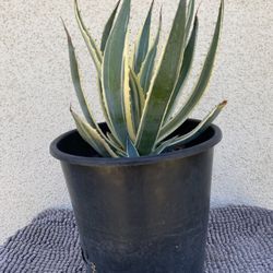 Agave Plant..