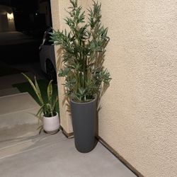 Faux Bamboo Like Plant