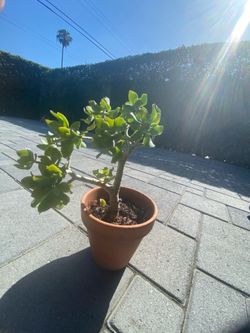 Succulent