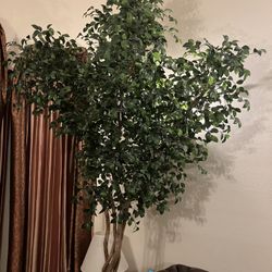 High End Silk Tree 
