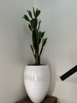Cactus in pot