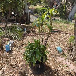 Dracaena Fragans Plant (4 Feet Tall)