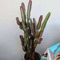 Live plant! Euphorbia Trigona Succuluent