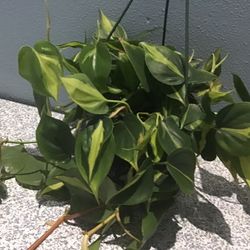 Plant