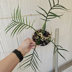 Philodendron Tortum plant