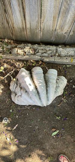 Decorative large real clam shell
