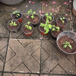 Plantas De Cuatomate