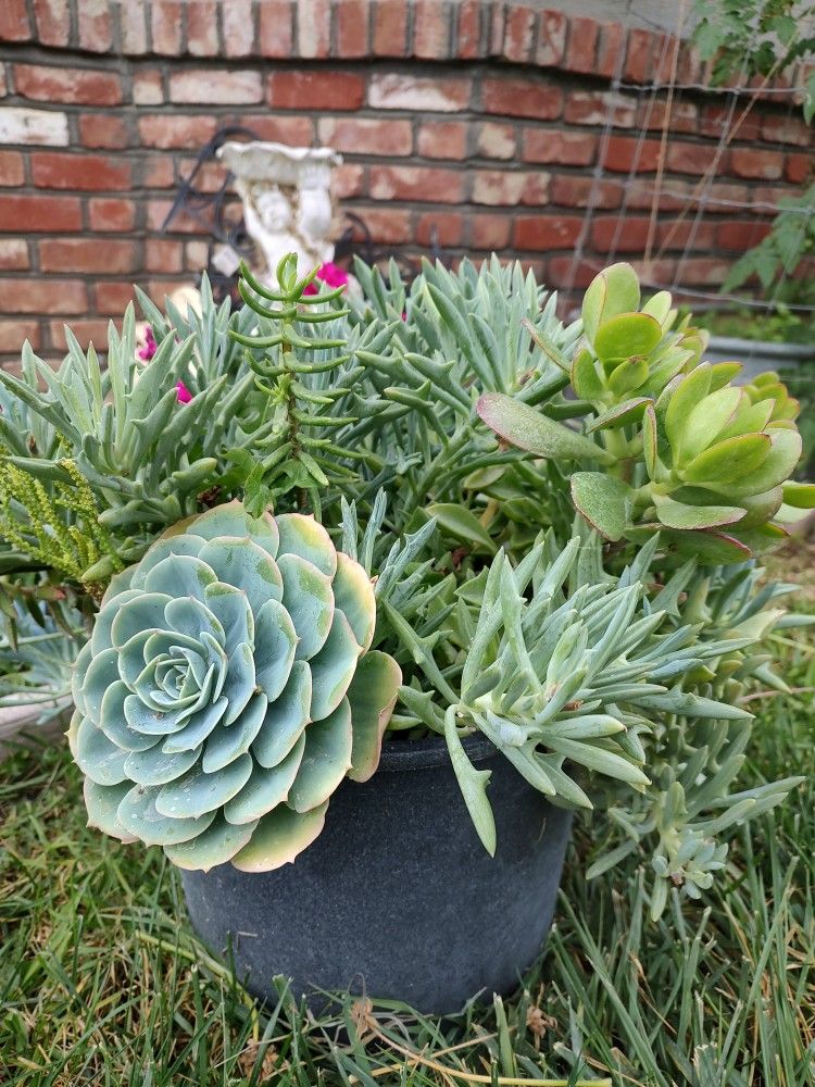 Succulents