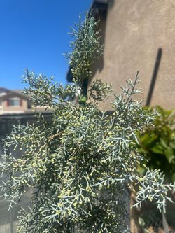 Ice Blue Arizona Cypress