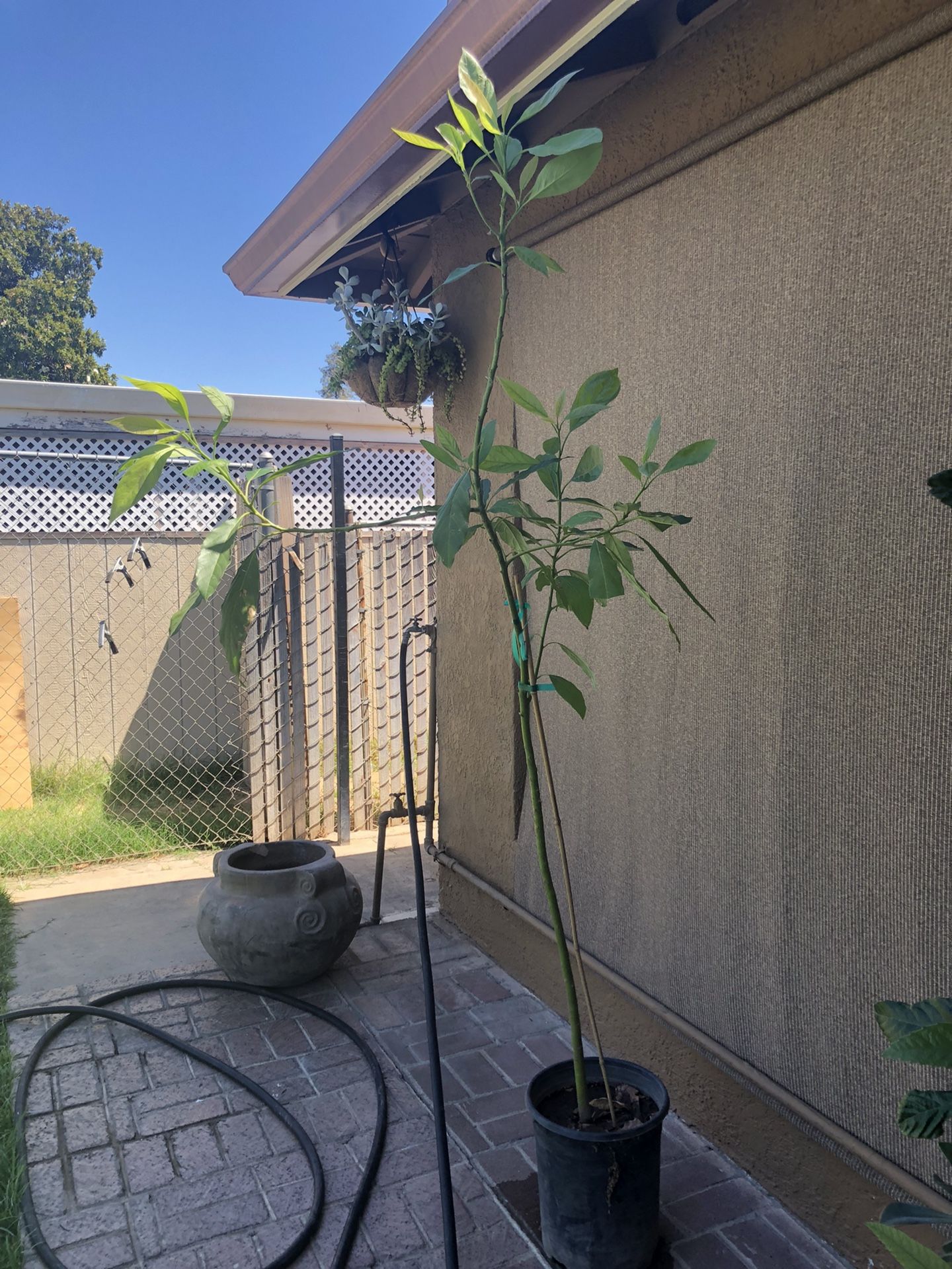 Organic Haas Avocado 🥑 Tree