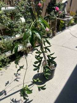 Maracuya