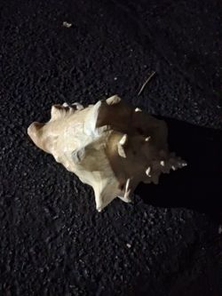 Natural Conch Seashell with Spines