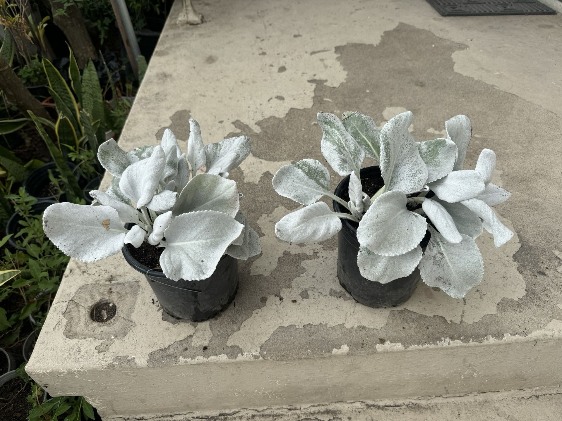 Angel Wings Sea Cabbage 20$ Each