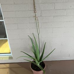 Aloe Vera Plants