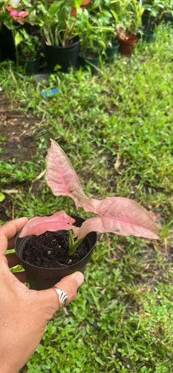 Pink syngonium