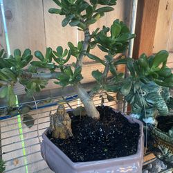 Bonsai Jade Plant Beautiful In A Pink Pot $45