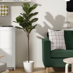  indoor trees & floor plants