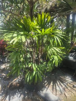Lady palm available