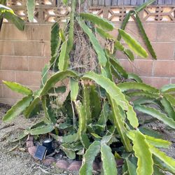 Large Dragon Fruit Tree