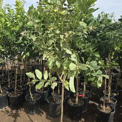 Arboles De Limon Pink Variegated 