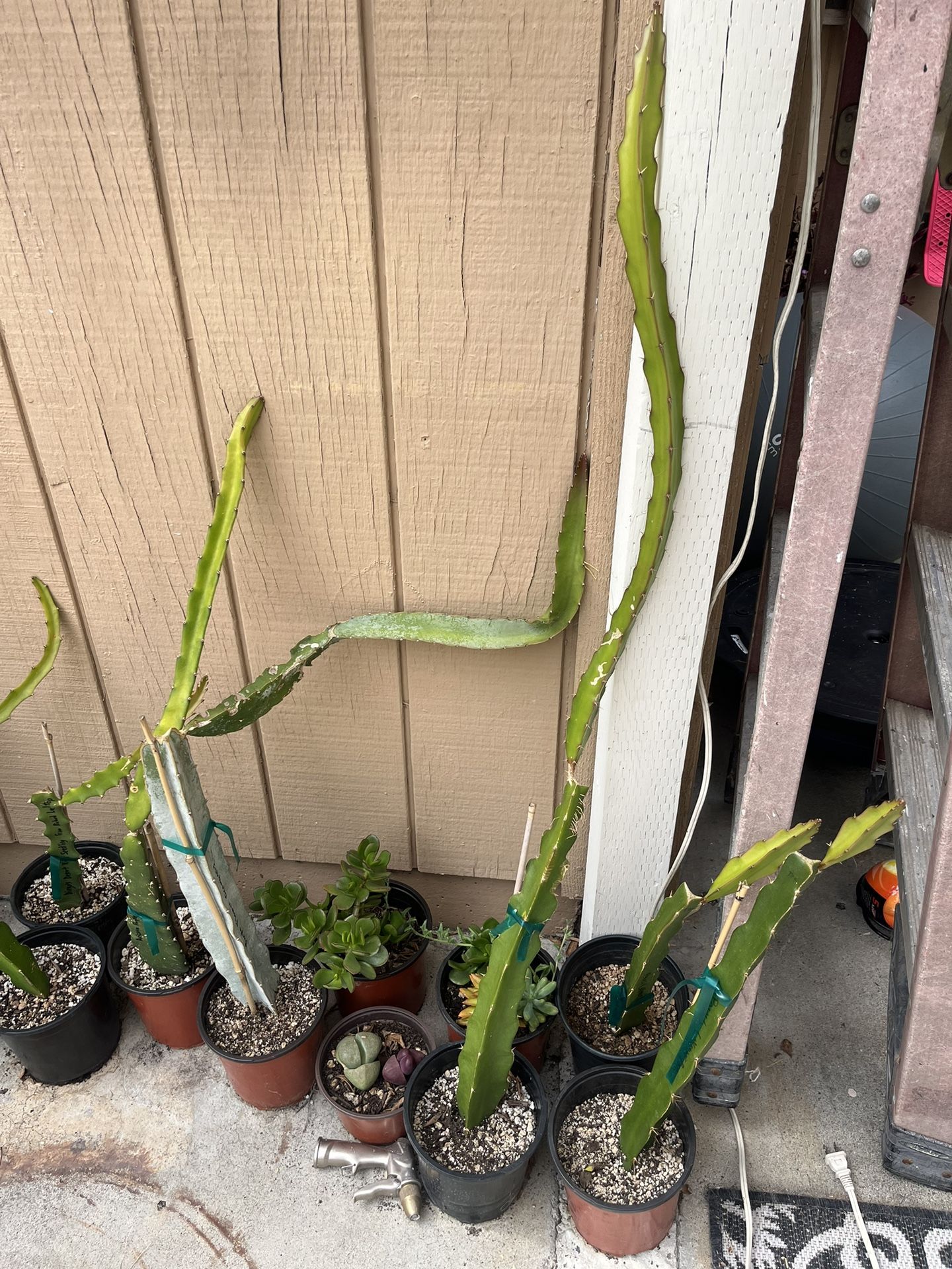 Dragonfruit Rooted Cuttings - Paul’s LaVerne Pink