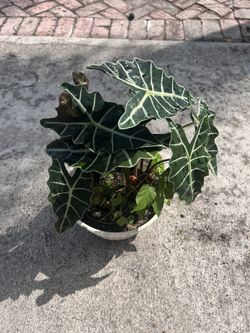 Alocasia Amazonica in the vase