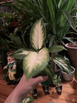 Differbachia Plants!! $15 Each! 