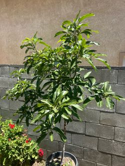 Avocado 🥑 plant