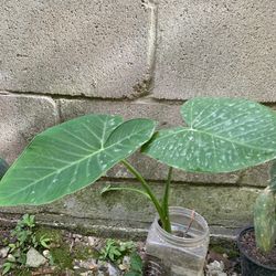 Elephant Ear Plant
