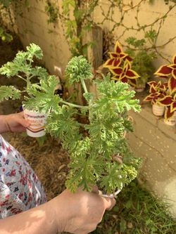 Scented Geranium attar of roses