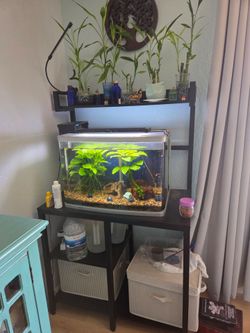 30 gal Fish tank with stand