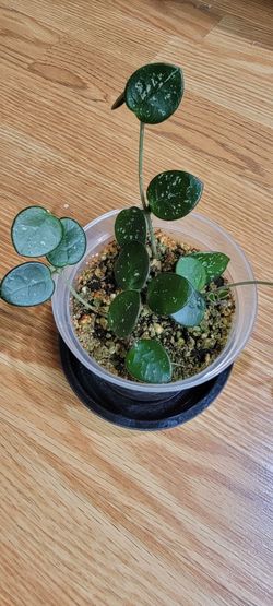 Hoya Matilde plant