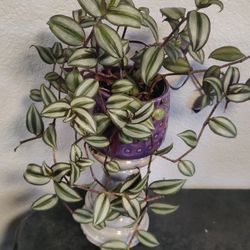 Gorgeous Tradescantia Plant In A Pretty Ceramic Pot 