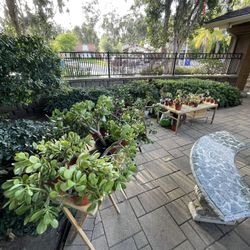 HUGE PLANTS SALE! 🪴