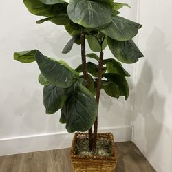 Artificial Fig Plant 